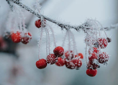 White hoar frost on branches and berries of tree on winter day.