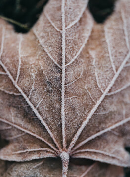 Close up of frost pattern on fallen maple leaf on cold fall morning.