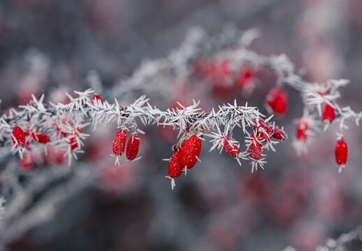 White hoar frost on branches and red berries of shrub on winter day.