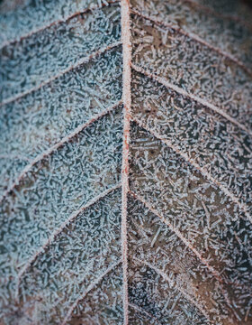 Close up of frost pattern on fallen leaf on cold wintery morning.