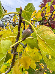 Close-up of a Fig Tree