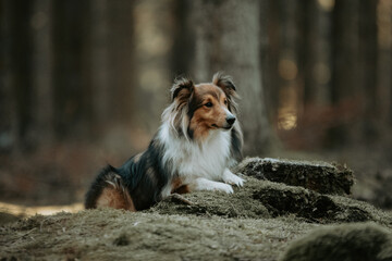 Berger des Shetland debout sur une souche dans une forêt - portrait canin en nature
