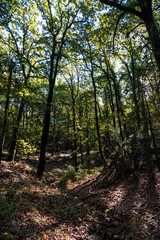 Fototapeta premium Beautiful landscape view from Ain Drahem forest, Tunisia