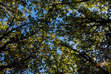 Fototapeta premium Beautiful details of the Ain Drahem forest in Tunisia