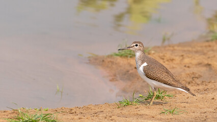 A beautiful picture of a Common Sandpiper (Actitis hypoleucos), West Bengal, India