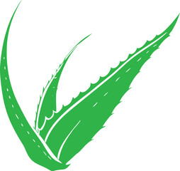 Natural Aloe Vera Leaf Clipart