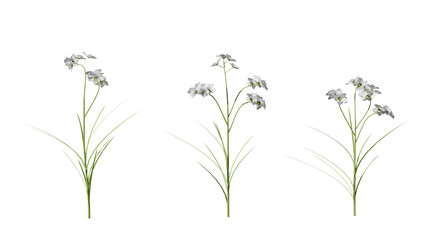 Detailed 3d render set of a white flower plant with delicate petals and slender green leaves isolated on transparent background for floral design and decoration.