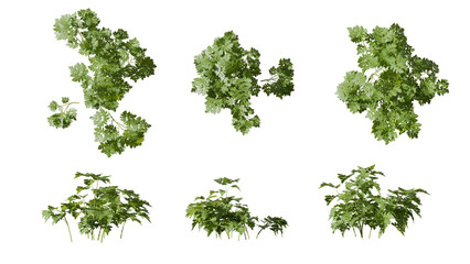 Detailed 3d render set of green plant leaves isolated on transparent background, perfect for nature designs, digital projects, and botanical visuals.