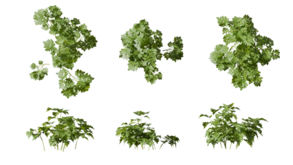 Detailed 3d render set of green plant leaves isolated on transparent background, perfect for nature designs, digital projects, and botanical visuals.