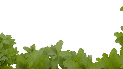 Green plant leaves forming a natural border frame on transparent background, 3d render ideal for botanical, nature, garden, and eco-friendly design projects.