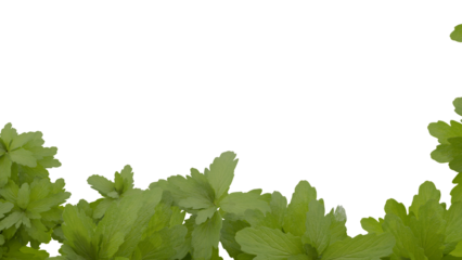 Green plant leaves forming a natural border frame on transparent background, 3d render ideal for botanical, nature, garden, and eco-friendly design projects.