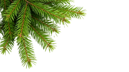 Close up of vibrant green pine needles on a dark black background suggesting winter holidays.