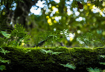 Fototapeta premium Beautiful details of the Ain Drahem forest in Tunisia