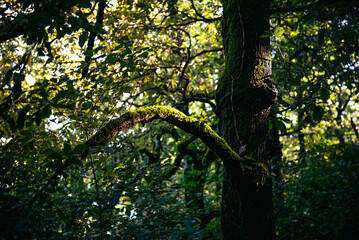 Obraz premium Beautiful details of the Ain Drahem forest in Tunisia