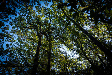 Beautiful landscape view from Ain Drahem forest, Tunisia