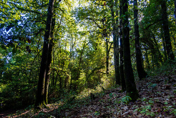 Beautiful landscape view from Ain Drahem forest, Tunisia