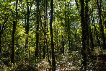 Obraz premium Beautiful landscape view from Ain Drahem forest, Tunisia