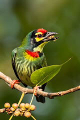 A bright colorful bird Coppersmith Barbet (Psilopogon haemacephalus) perched on a tree and eating fruit. West Bengal, India