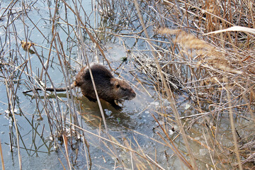 un ragondin promenant surla glace
