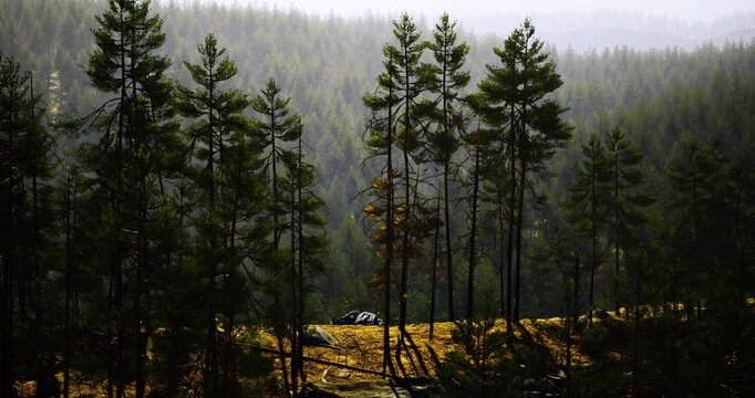 Sunlight filters through tall pine trees in a lush forest. Mist envelops distant mountains, creating a serene atmosphere.