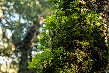 Beautiful details of the Ain Drahem forest in Tunisia