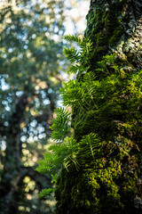 Beautiful details of the Ain Drahem forest in Tunisia