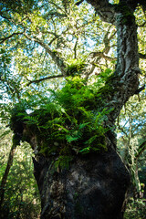 Beautiful details of the Ain Drahem forest in Tunisia