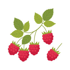 Red raspberries on green stems and leaves Vector illustration