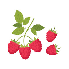 Red raspberries with green leaves on Vector illustration white background