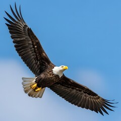 Fototapeta premium Majestic bald eagle soaring through clear blue sky with wings fully extended