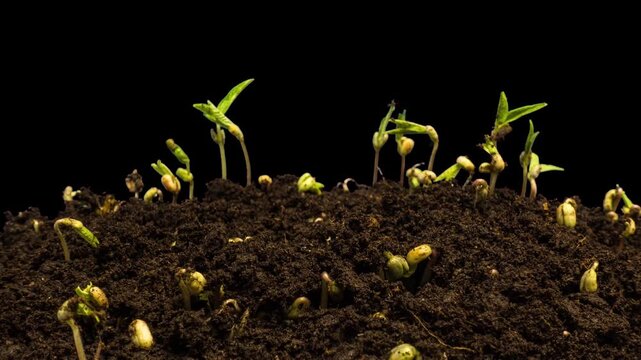 Mung beans sprout in the ground and grow into grass. Agriculture. Microgreens. Healthy eating