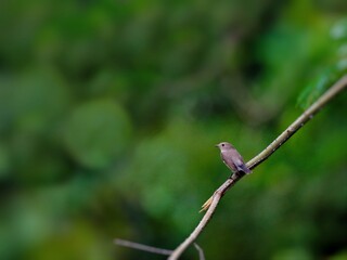 A small Red-breasted Flycatcher perched on a small branch with a green forest backdrop at Kaeng Krachan NP. Thailand