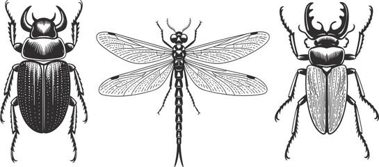 Set of three detailed vintage engraving style insects: rhinoceros beetle, dragonfly, and stag beetle, nature anatomy collection vector illustration © Majnur