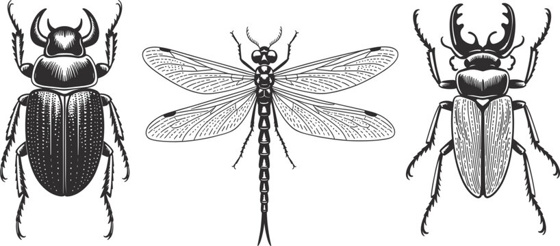 Set of three detailed vintage engraving style insects: rhinoceros beetle, dragonfly, and stag beetle, nature anatomy collection vector illustration