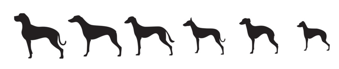 Elegant whippet dog in a dynamic running pose a striking black silhouette on transparent background, vector illustration.