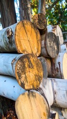 Stacked logs, close-up view