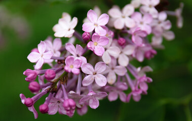 Close-up lilac flowers at spring. Shallow depth of field.