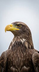 Obraz premium Majestic raptor bird portrait features intense gaze and detailed brown plumage against a light background