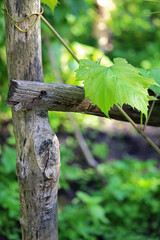 A single grapevine leaf growing on a rustic wooden support made from an old tree trunk. Simple rural scenery with natural textures, vineyard atmosphere and countryside charm.