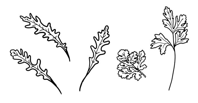 Sprigs of arugula and parsley black and white sketch. Vector illustration. Set of kitchen herbs, isolated on white background. For menus, recipes, printing on textiles and on packages, farmers' fairs
