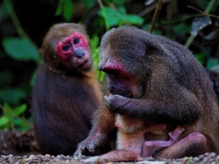 A Stump-tailed Macaque mother grooming her baby, with another macaque with a bright red face in the background