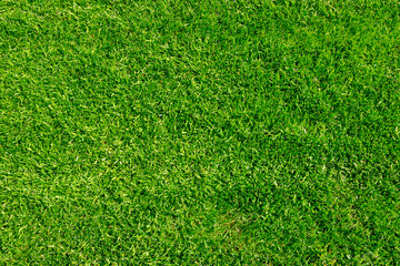 Сlearing with green cropped grass