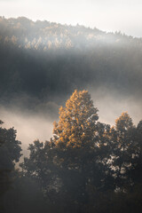 a misty forest landscape in the morning - vertical