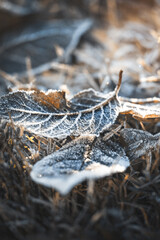 Frozen leaves covered in hoarfrost glow in the morning sun