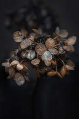 Weathered, faded hydrangea blossoms, close-up against a dark background

