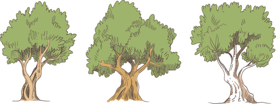 Set of three hand-drawn olive trees with textured trunks and green foliage, vintage sketch style Mediterranean nature vector illustration collection