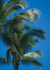 Fototapeta premium Vibrant green palm tree against a bright blue sky. Nice contrast and colors with copy space. 