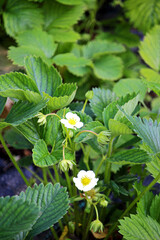 Blooming strawberry bushes growing in a garden bed in spring, with fresh green leaves and white flowers. Ideal for illustrating gardening, fruit cultivation, organic farming and springtime agriculture