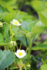 Blooming strawberry bushes growing in a garden bed in spring, with fresh green leaves and white flowers. Ideal for illustrating gardening, fruit cultivation, organic farming and springtime agriculture