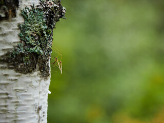 秋の観光名所上高地の白樺の木の上にいる昆虫の様子